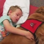 【感動する話】交通事故で脳に重大な損傷で植物人間となった6歳の少年を救った、ある一匹の犬が起こした奇跡