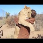 【涙腺崩壊】幼いライオンを救った男性。野生に戻ったライオンに数年ぶりに会いに行くと、ライオンの見せた反応に世界が涙する・・・